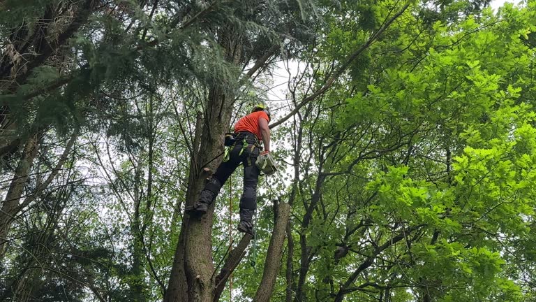 Best Commercial Tree Services  in Fort Davis, TX